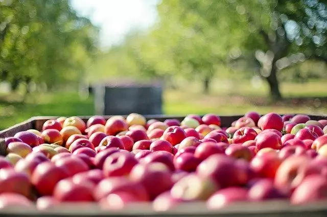 manzanas en cosecha