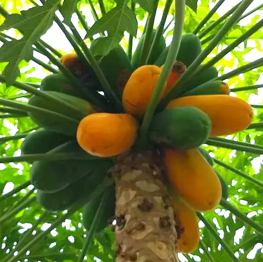 papaya